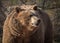 Grizzly bear in profile for a natural portrait