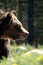 Grizzly bear profile portrait in grass