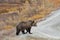 Grizzly Bear on Road in Alaska