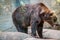 Grizzly bear roaming around its enclosure at the John Ball Zoo