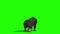 Grizzly BEAR Roar Attack Back Green Screen 3D Rendering Animation