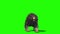 Grizzly BEAR Roar Attack Front Green Screen 3D Rendering Animation