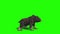 Grizzly BEAR Roar Attack Side Green Screen 3D Rendering Animation