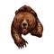 Grizzly bear roaring vector sketch animal