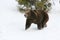 Grizzly Bear Running in Snow
