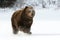 Grizzly Bear running in snow