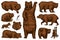 Grizzly bear set. Collection of hunting Brown wild animals in different poses. Hand drawn engraved old sketch for T
