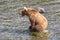 Grizzly bear sits on a rock in the river in Katmai, AK