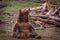 grizzly bear sitting pictures