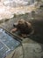 Grizzly Bear sitting in a pool with paws on the edge waiting for a storm to pass