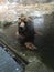 Grizzly Bear sitting in a pool with paws on the edge waiting for a storm to pass