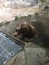 Grizzly Bear sitting in a pool with paws on the edge waiting for a storm to pass