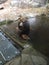 Grizzly Bear sitting in a pool with paws on the edge waiting for a storm to pass