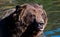 Grizzly bear sitting in water