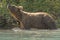 Grizzly Bear Sniffing the Air