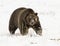 GRIZZLY BEAR IN SNOW STOCK IMAGE