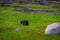 Grizzly bear sow in grassy meadow near Norris campground in Yellowstone National Park