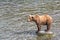 Grizzly bear stands on a rock in the river in Katmai, AK