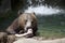 Grizzly Bear Staring at a Bone