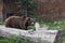 Grizzly Bear Sticking Out Its Tongue