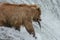 Grizzly Bear successfully catches a salmon - Brook Falls - Alaska