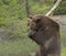 Grizzly bear swinging large branch