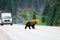 Grizzly Bear (Ursus arctos horribilis)