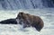 Grizzly Bear, ursus arctos horribilis, Adult fishing in River, with Salmon in Mouth, Brooks Falls in Alaska