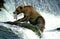 GRIZZLY BEAR ursus arctos horribilis, ADULT FISHING SALMON, BROOKS FALLS IN ALASKA