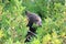 Grizzly bear (Ursus arctos horribilis), Glacier National Park, Montana, United States of America, North America