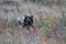 Grizzly bear (Ursus arctos horribilis), Glacier National Park, Montana, USA