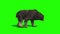 Grizzly BEAR Walkcycle Side Green Screen 3D Rendering Animation