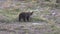 Grizzly Bear Walking