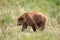 Grizzly Bear Walking in Grassy Area