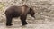 Grizzly Bear walking in river looking for catching salmon. Brown bear foraging in fall fishing for salmon. Brown bear in