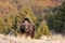 Grizzly Bear Walking at sunrise