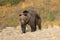 Grizzly Bear Walking at sunrise