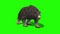 Grizzly BEAR Walks Green Screen 3D Rendering Animation