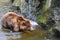 Grizzly Bear in the water