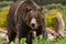 Grizzly Bear in Yellowstone National Park