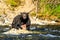 Grizzly Bear in Yellowstone Park