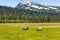 Grizzly bears in Alaska