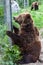 Grizzly Bears in Captivity