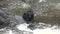 Grizzly bears catch jumping salmon. Close-up. Wildlife and Nature of North America. Mountain river waterfall, Alaska