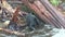 Grizzly bears catch jumping salmon. Close-up. Wildlife and Nature of North America. Mountain river waterfall, Alaska