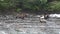 Grizzly bears catch jumping salmon. Close-up. Wildlife and Nature of North America. Mountain river waterfall, Alaska