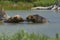 grizzly bears falling in love