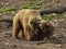 Grizzly bears fighting