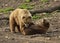 Grizzly bears fighting