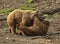 Grizzly bears fighting